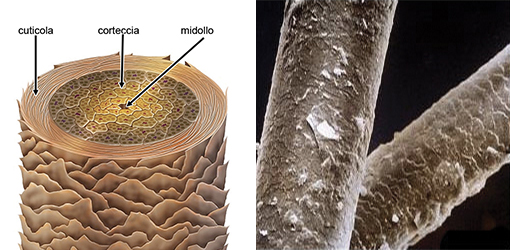 Tricologia capelli